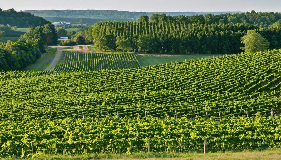 Scenic view of Niagara Peninsula vineyards with rows of grapevines extending toward Lake Ontario